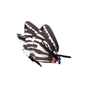 Zebra Swallow Butterfly